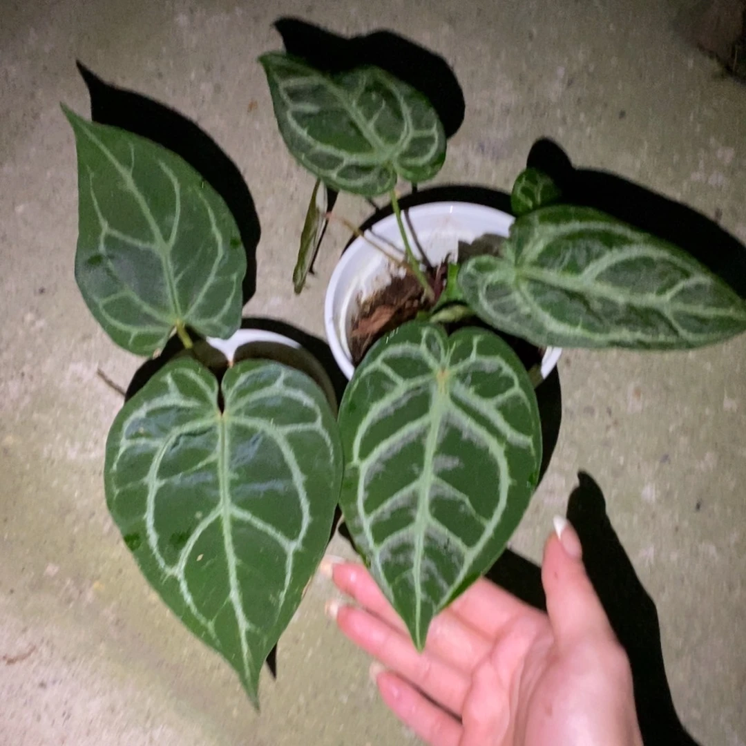 不开花植物2347红水晶杂两颗（不售后