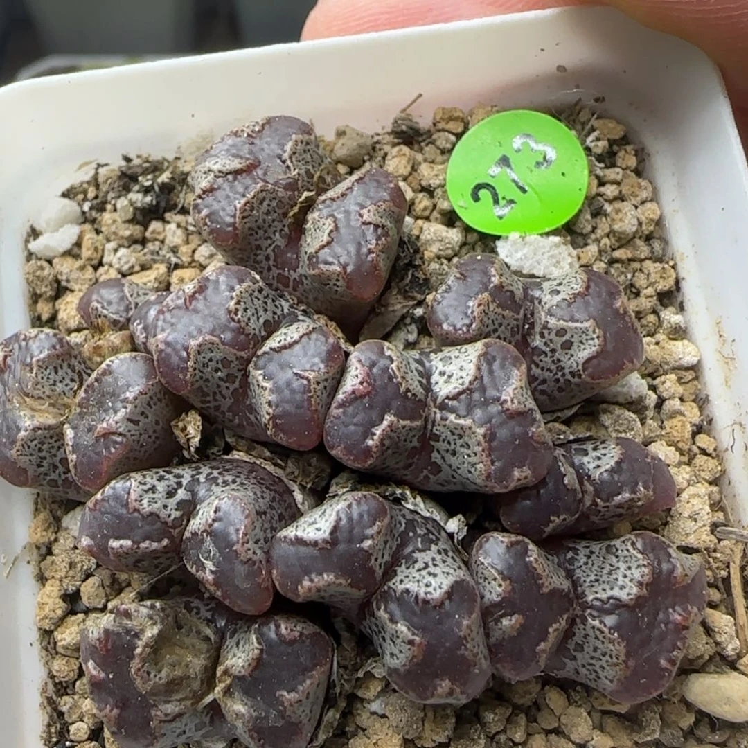 黑色大窗超碟多肉273