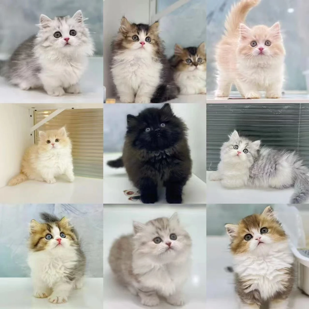 通用宠物活体猫咪