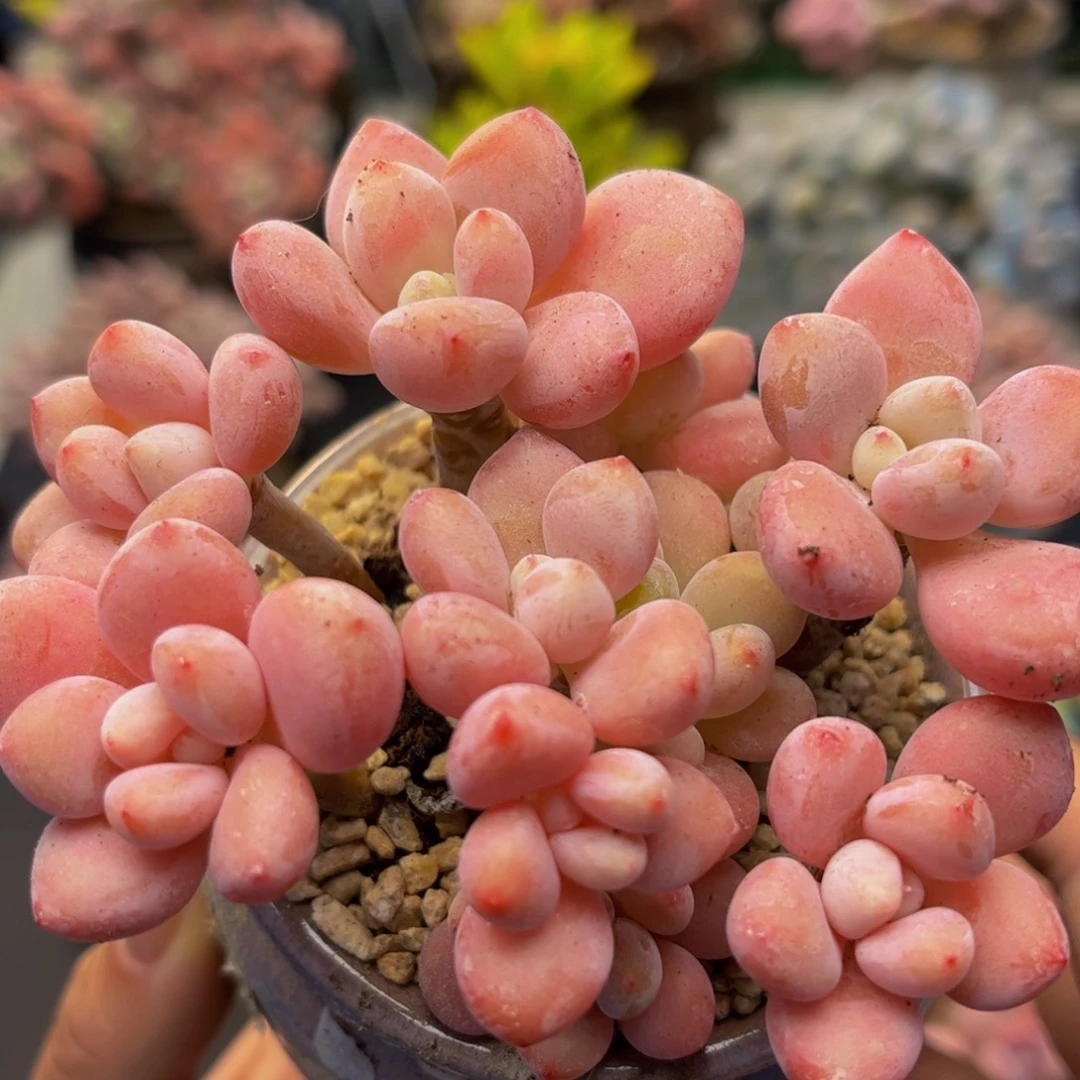 377-樱花洛神多肉8cm