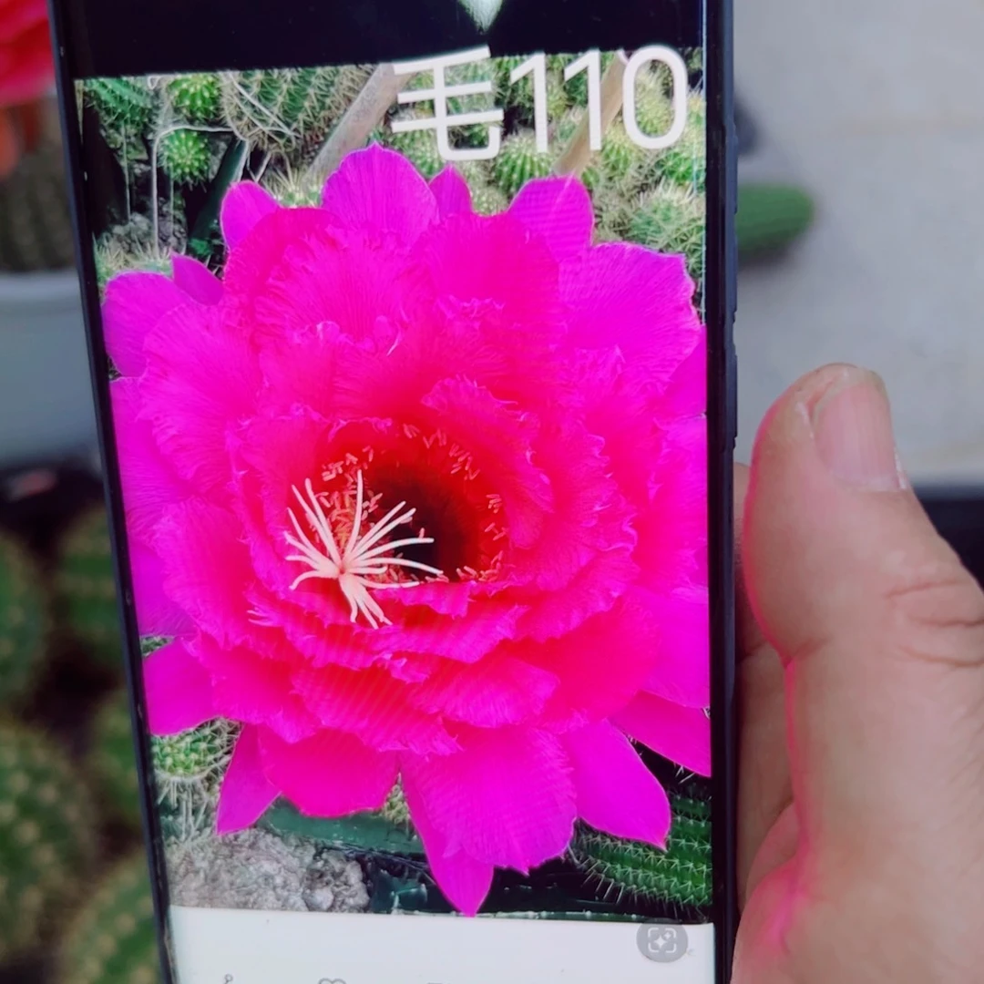 下58毛110 歪无根侧芽5公分左右20包