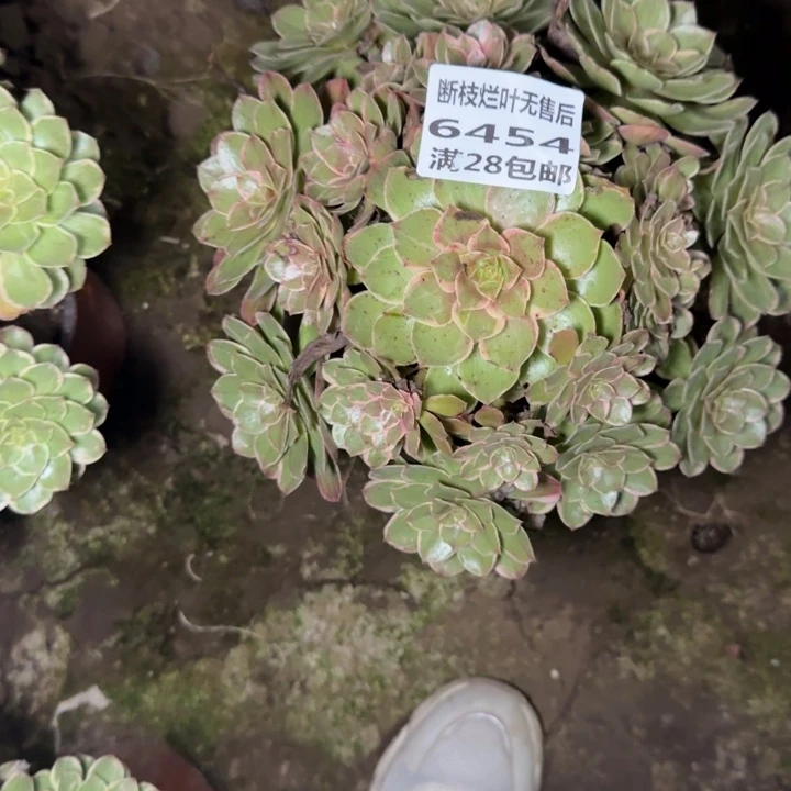 6454二号棚糖心莲花座J