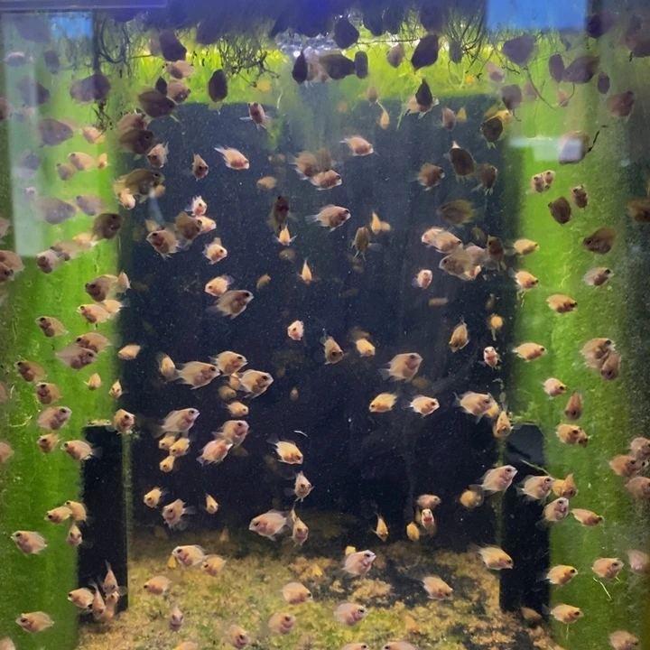 鹦鹉鱼第三组胭脂粉一组50条