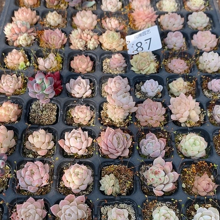 87 多肉植物盆栽花卉植物