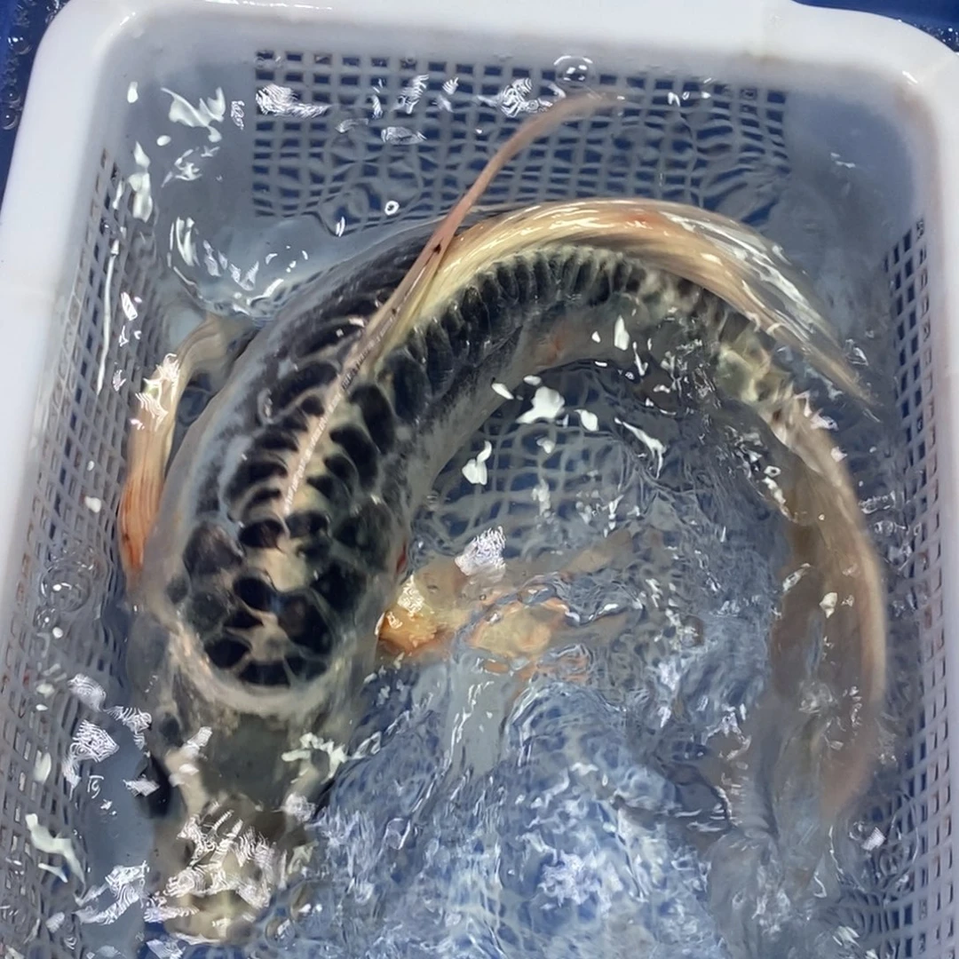 锦鲤冷水锦鲤包邮