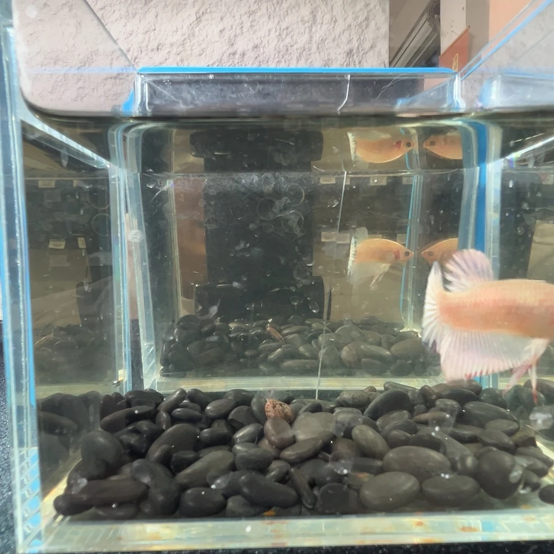 斗鱼阿浩泰斗22日119