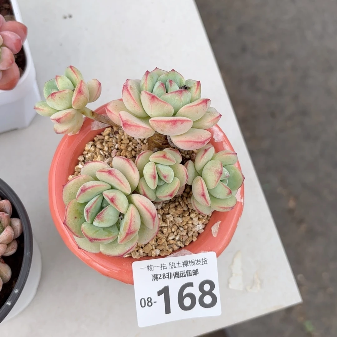 香草老桩多肉多肉多肉