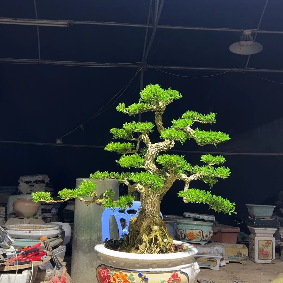 无花朵广东雀舌黄杨盆景