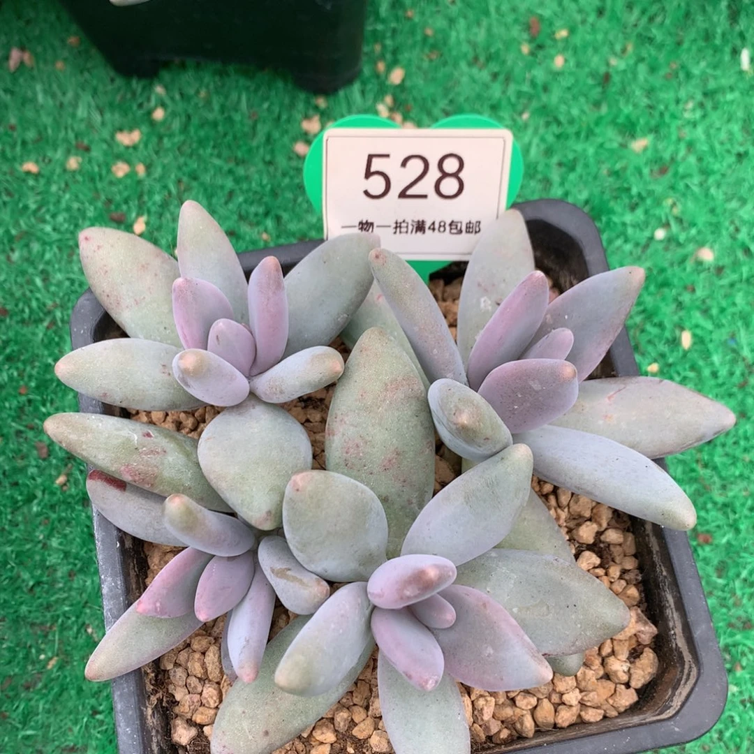 企鹅无砍一物一拍528