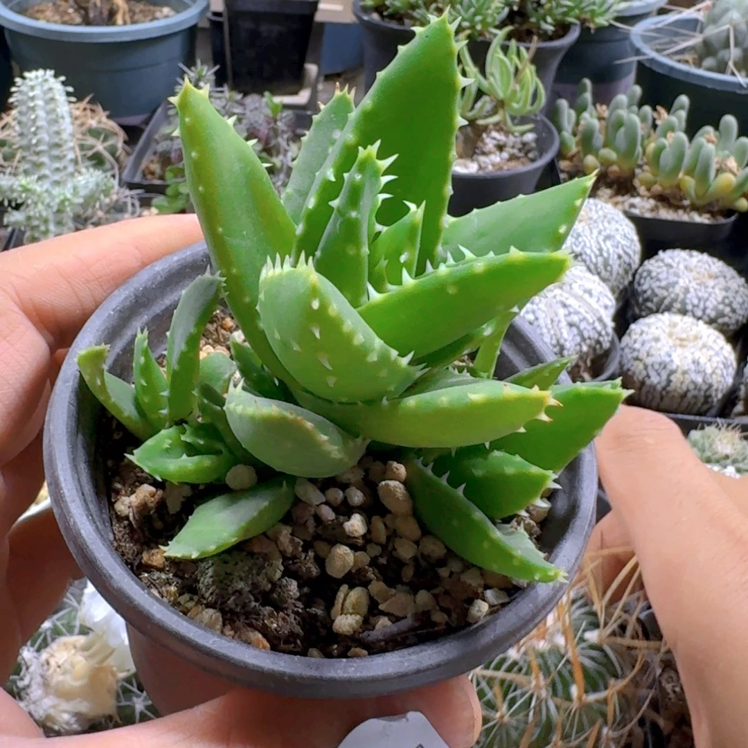 409不夜城芦荟脱土发货