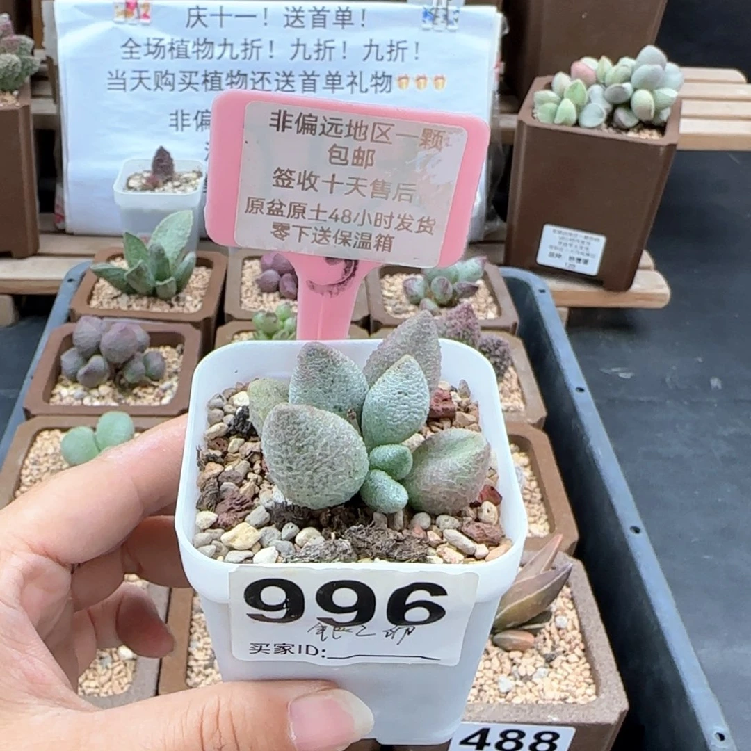 996银之卵多肉植物