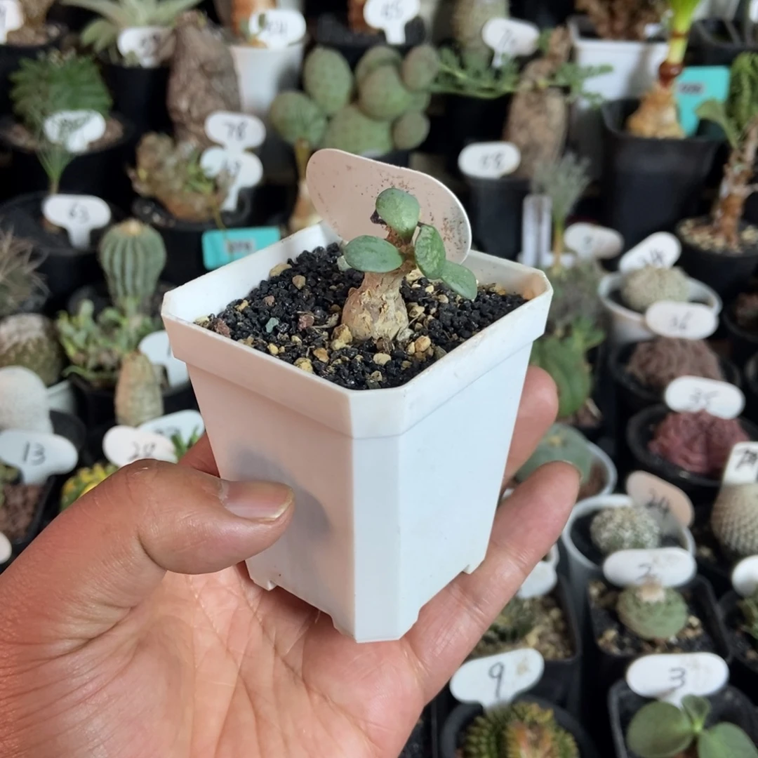 恩特美后盾菊一个