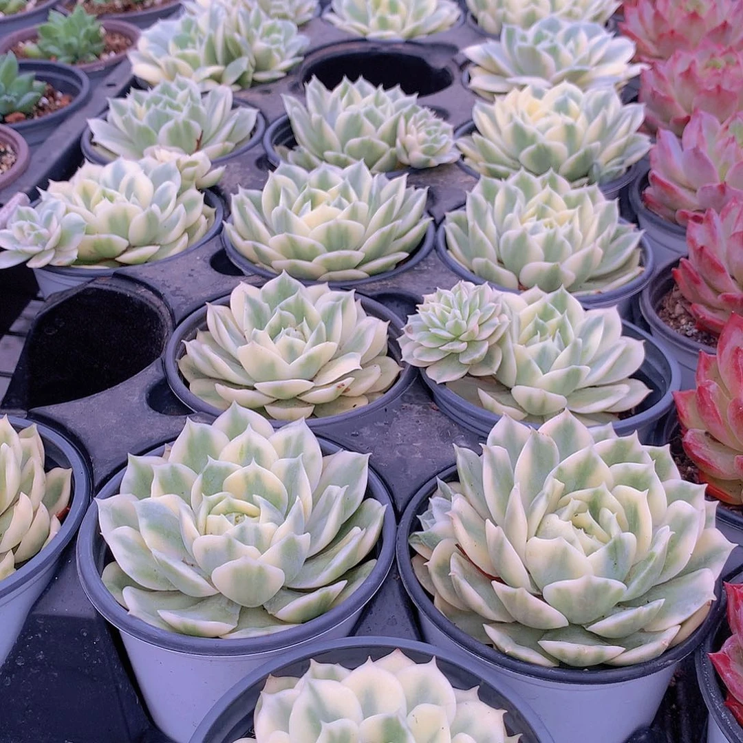 单头昂斯诺锦4888888888877