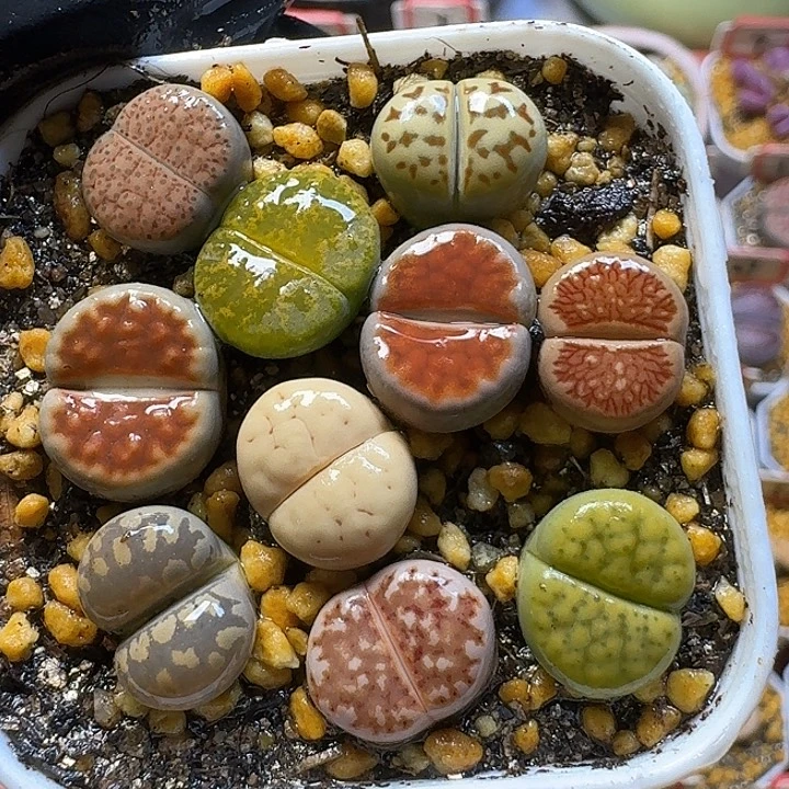 生石花2:：。在。 80号