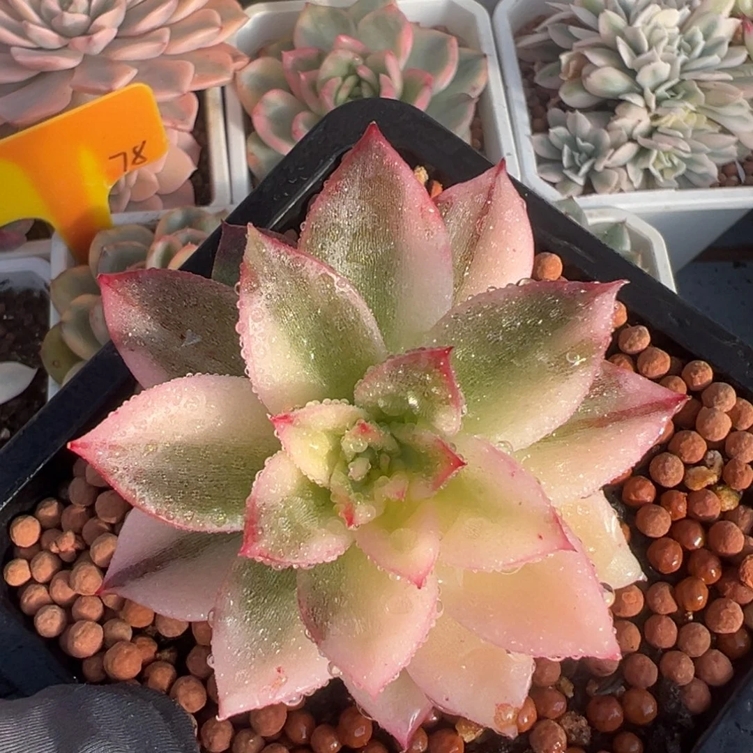 青椒东云锦，花脸拉丝锦