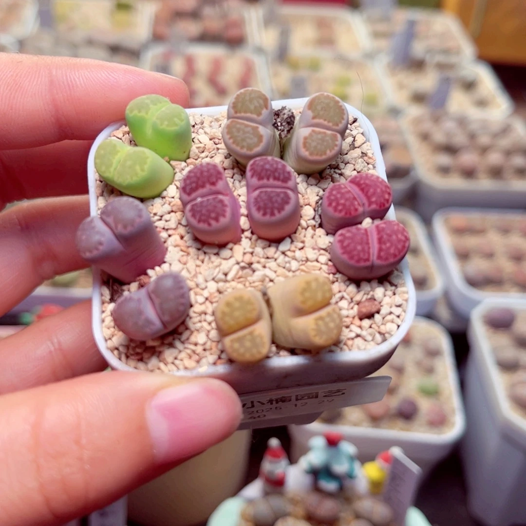 40号带盆盆包邮发货