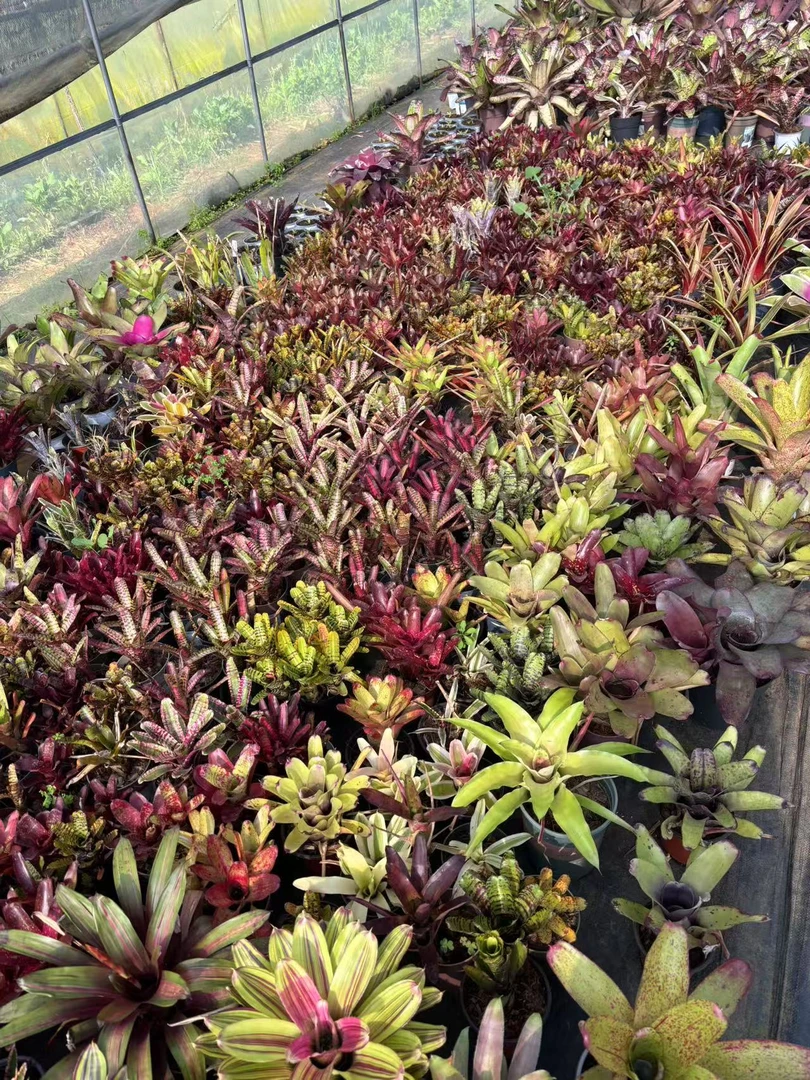 泰版进口积水凤梨单朵植物