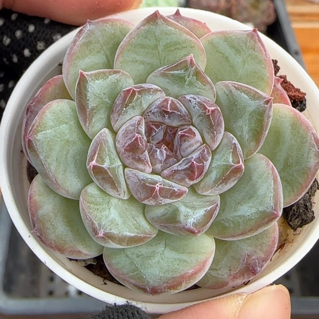 多肉1013--326糖心