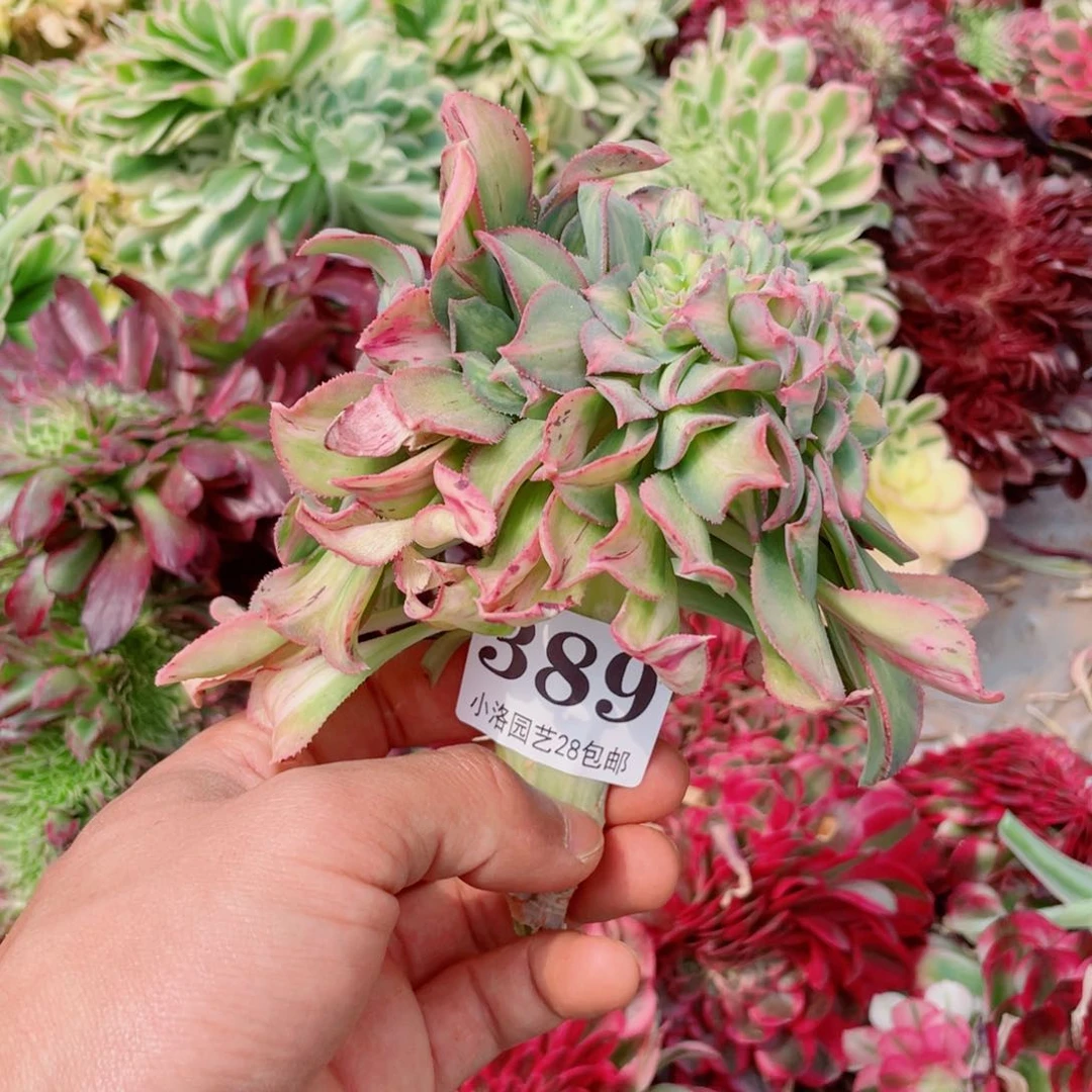 389号幻彩缀化无根不包侧枝