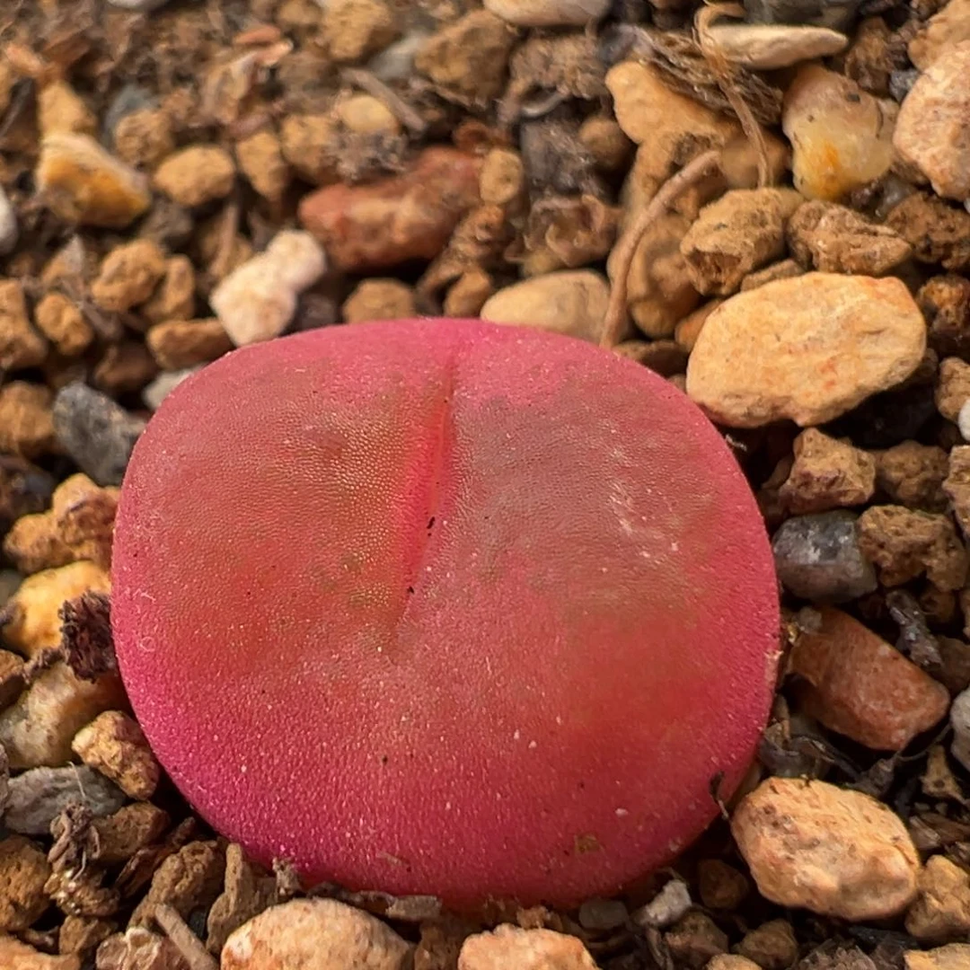 39多肉植物百科知识