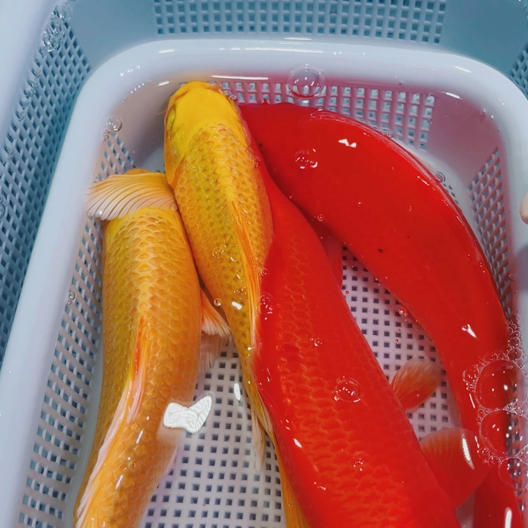 锦鲤锦鲤冷水观赏鱼