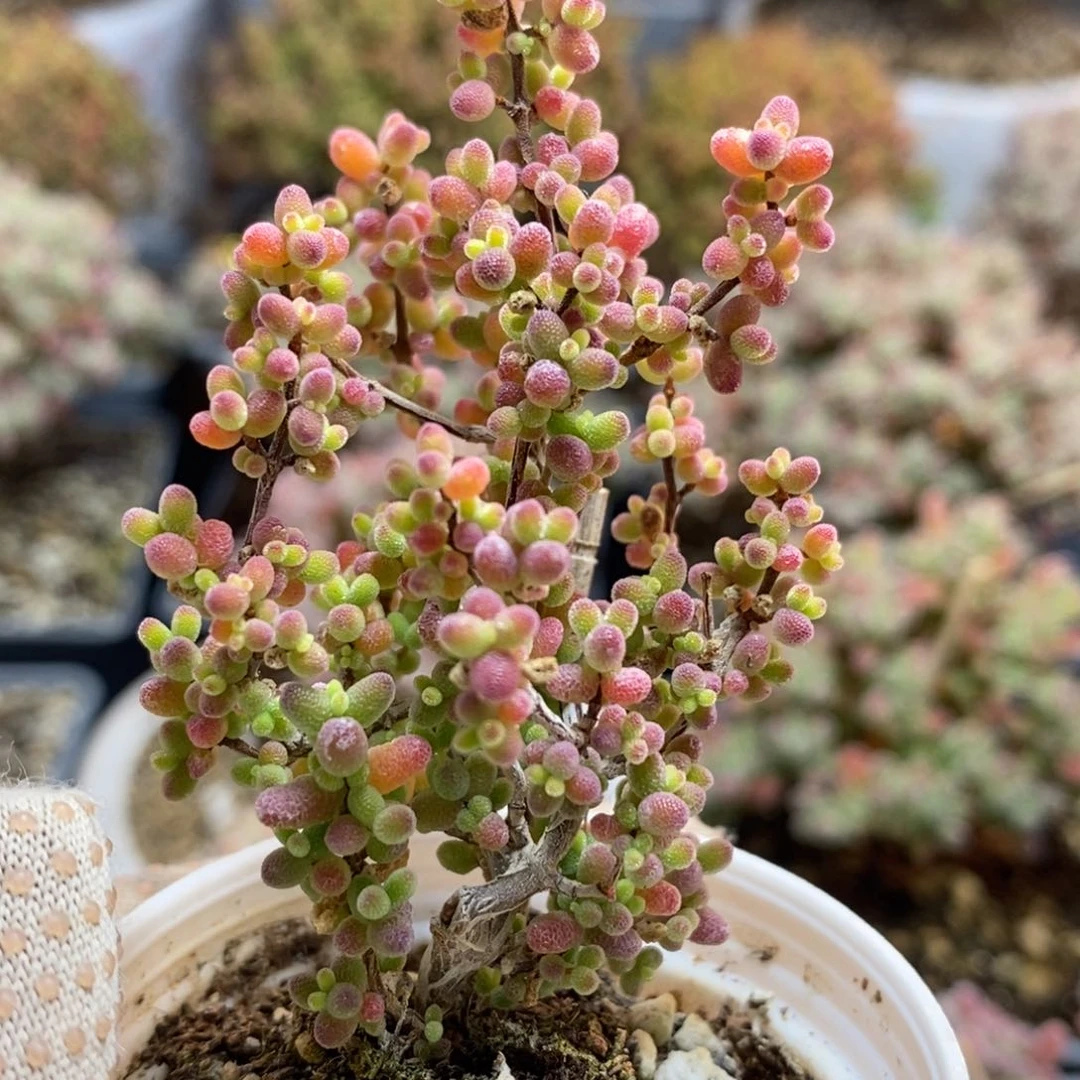 不*胶蜜橘糖球7306枝干番杏