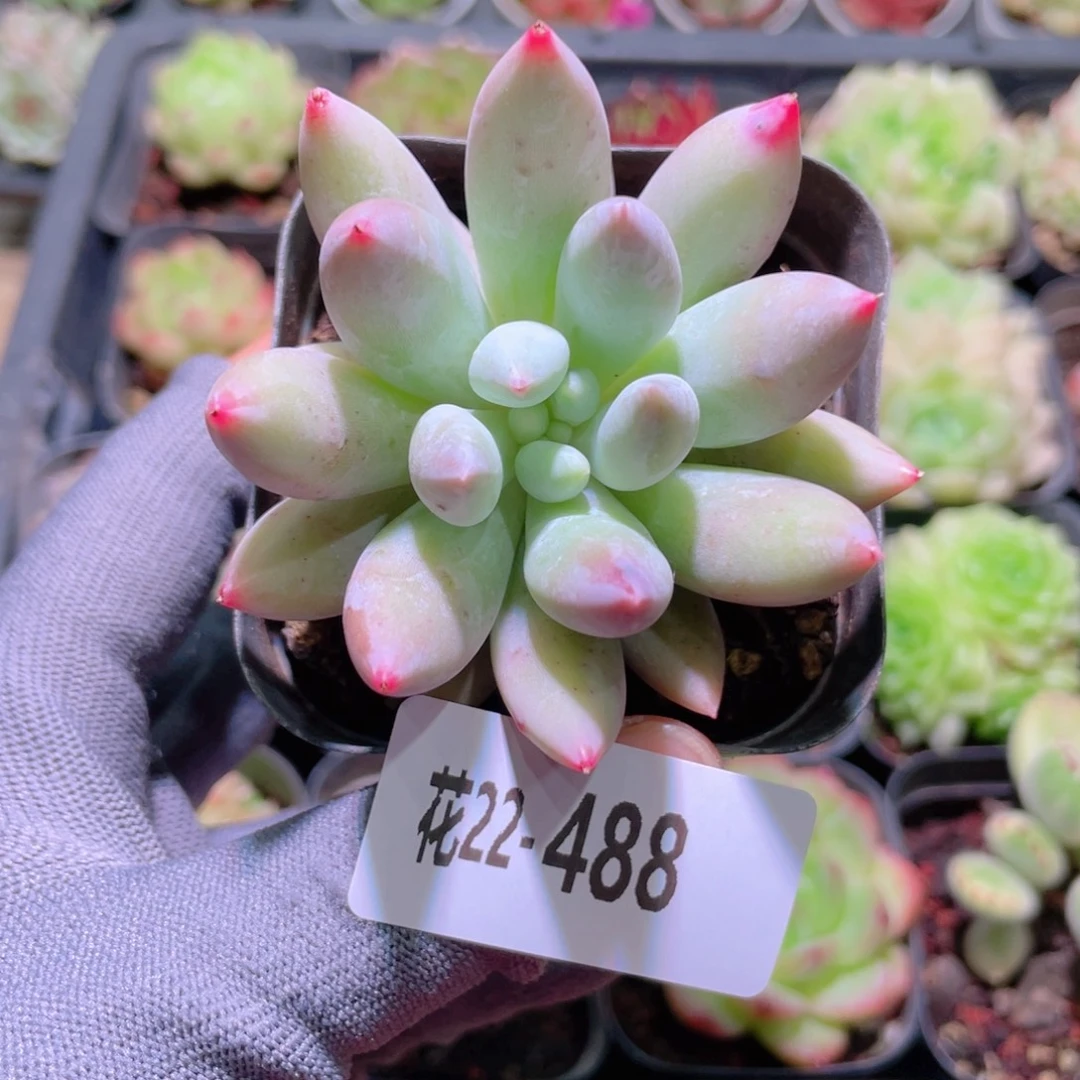 花利美22-488所罗门