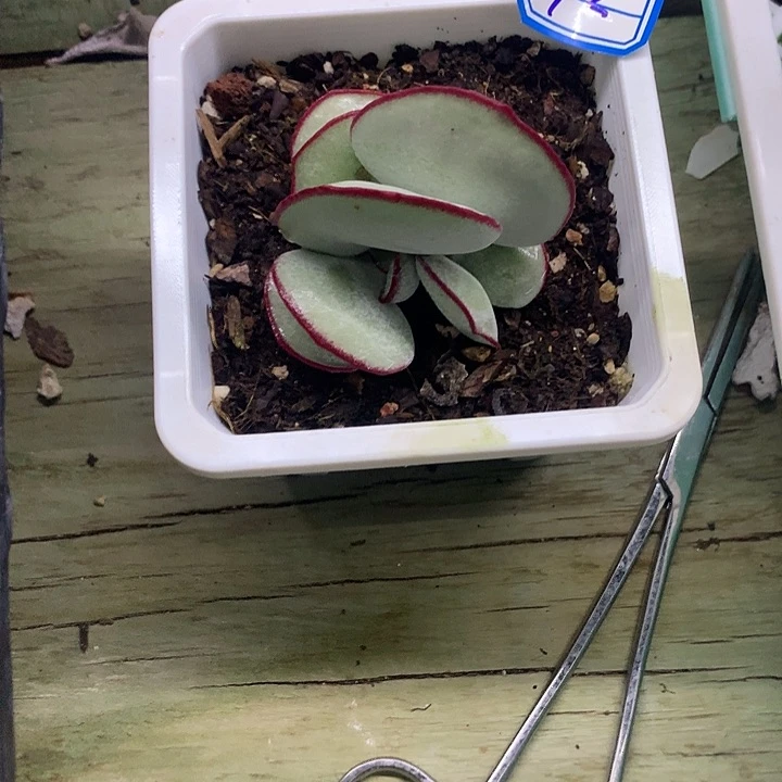 淡***9一物一拍白眉多肉92