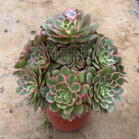 2-84粉花妖妖装处理不售后多肉植物