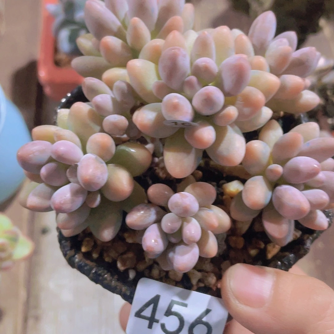 手捧杂交 多肉植物