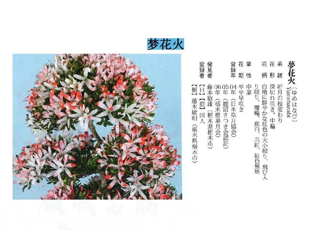 《梦花火》3年苗素材苗，随机发货可素空间大。