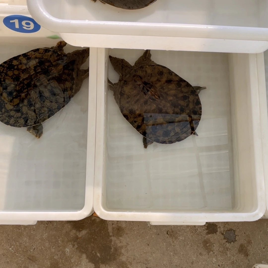 中国大陆12345678