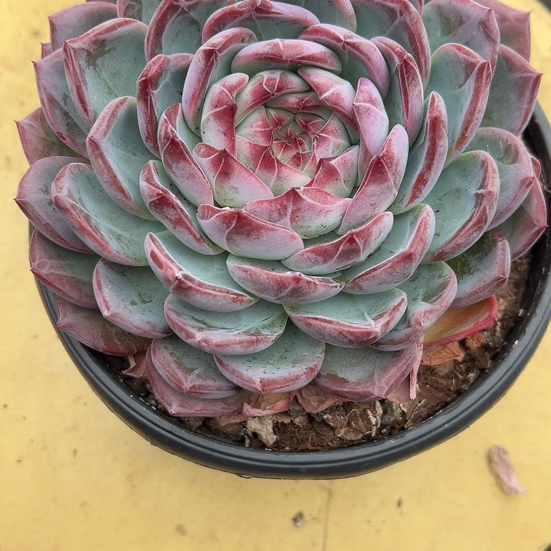 46红鸾。