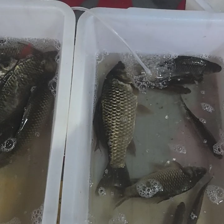 石台小李代购鲤鱼鲫鱼鱼泡