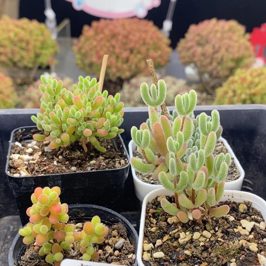 优选组合0454枝干番杏