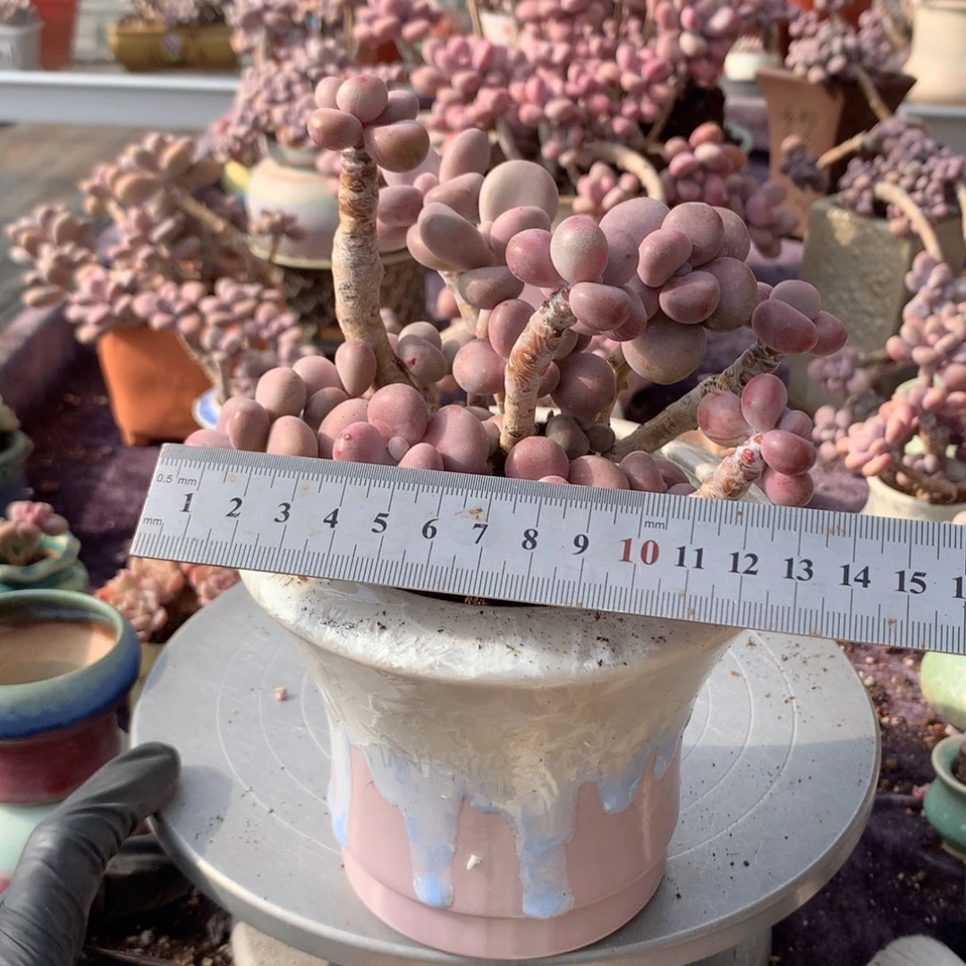 初***一30号不带盆偏远地区不包邮的