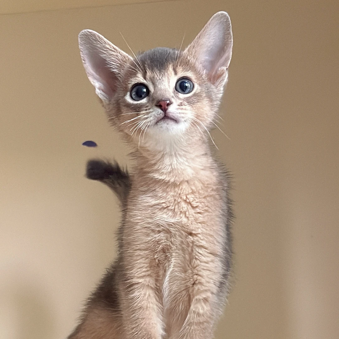 1️⃣2️⃣2️⃣蓝色阿比西尼亚妹妹  生日：10.16   疫苗：12.12