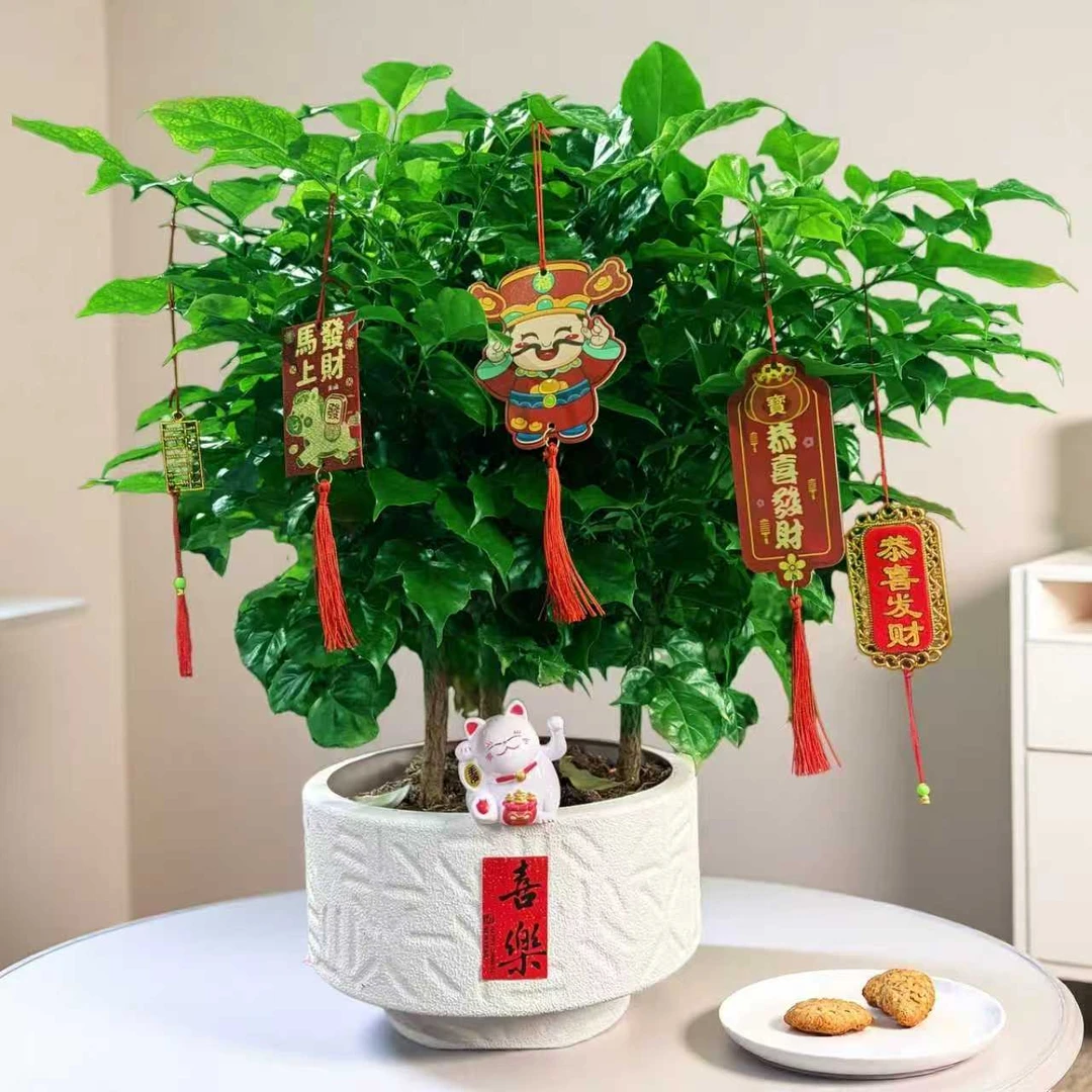 三杆幸福树盆景盆栽净化空气室内好养绿植卧室办公室好养活植物