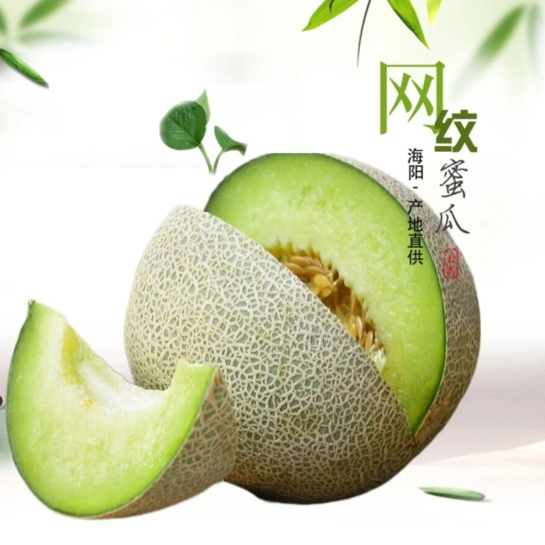 头一茬海阳网纹瓜