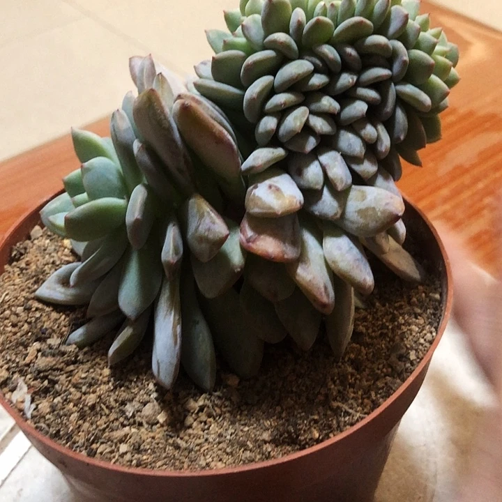 花卷专拍多肉植物