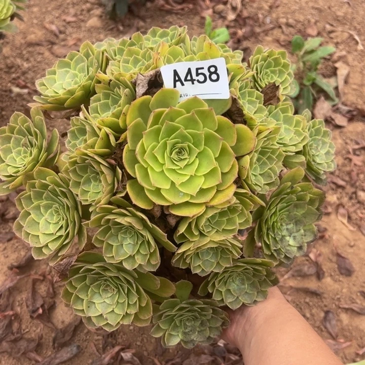 万绿锦多肉植物458.