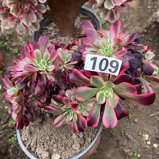 身***畏多肉植物一种美杜莎109
