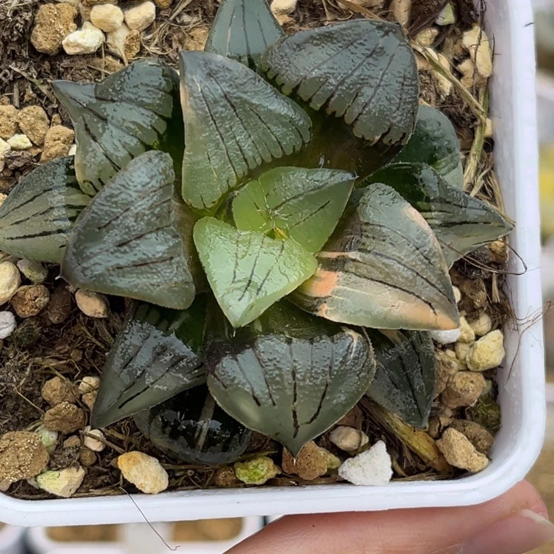 84红纹寿锦福利专场
