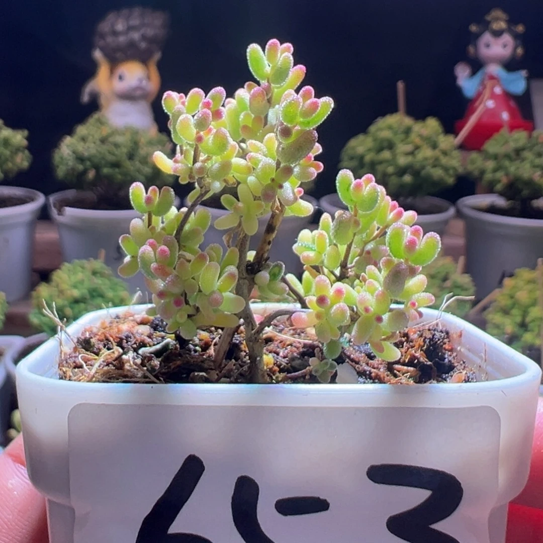 653米粒锦一物一拍包开箱