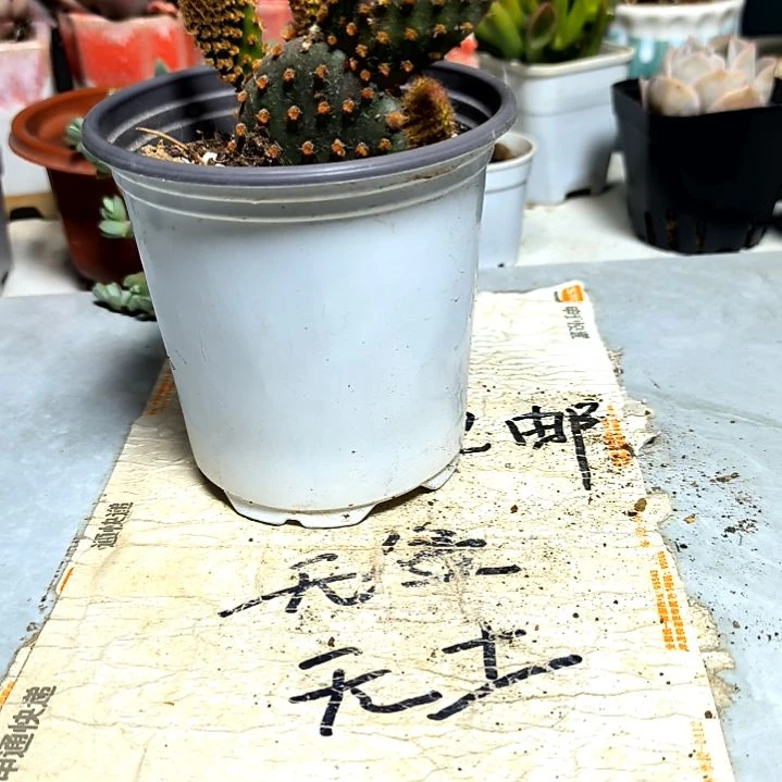 满9元包邮，，红毛掌