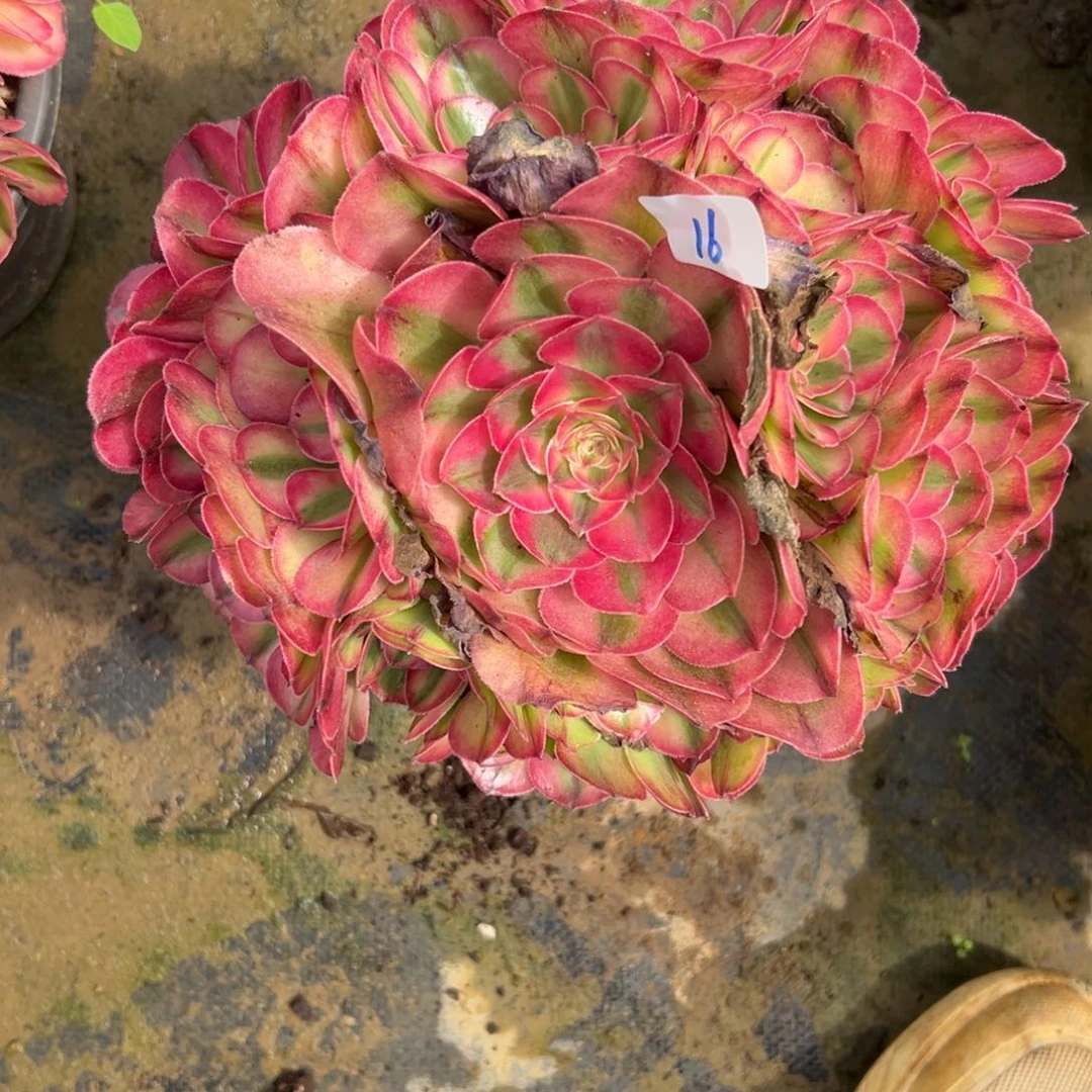 明*16红荔枝多肉植物系？