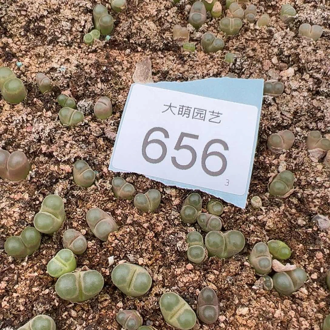 0000656量拍定向选拔克里普兰磁铁风铃5颗