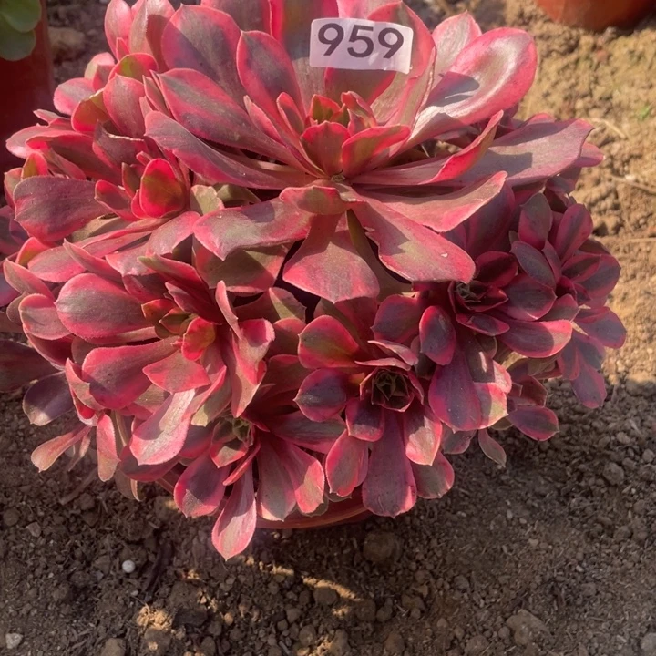 无花朵959对肉植物女妖