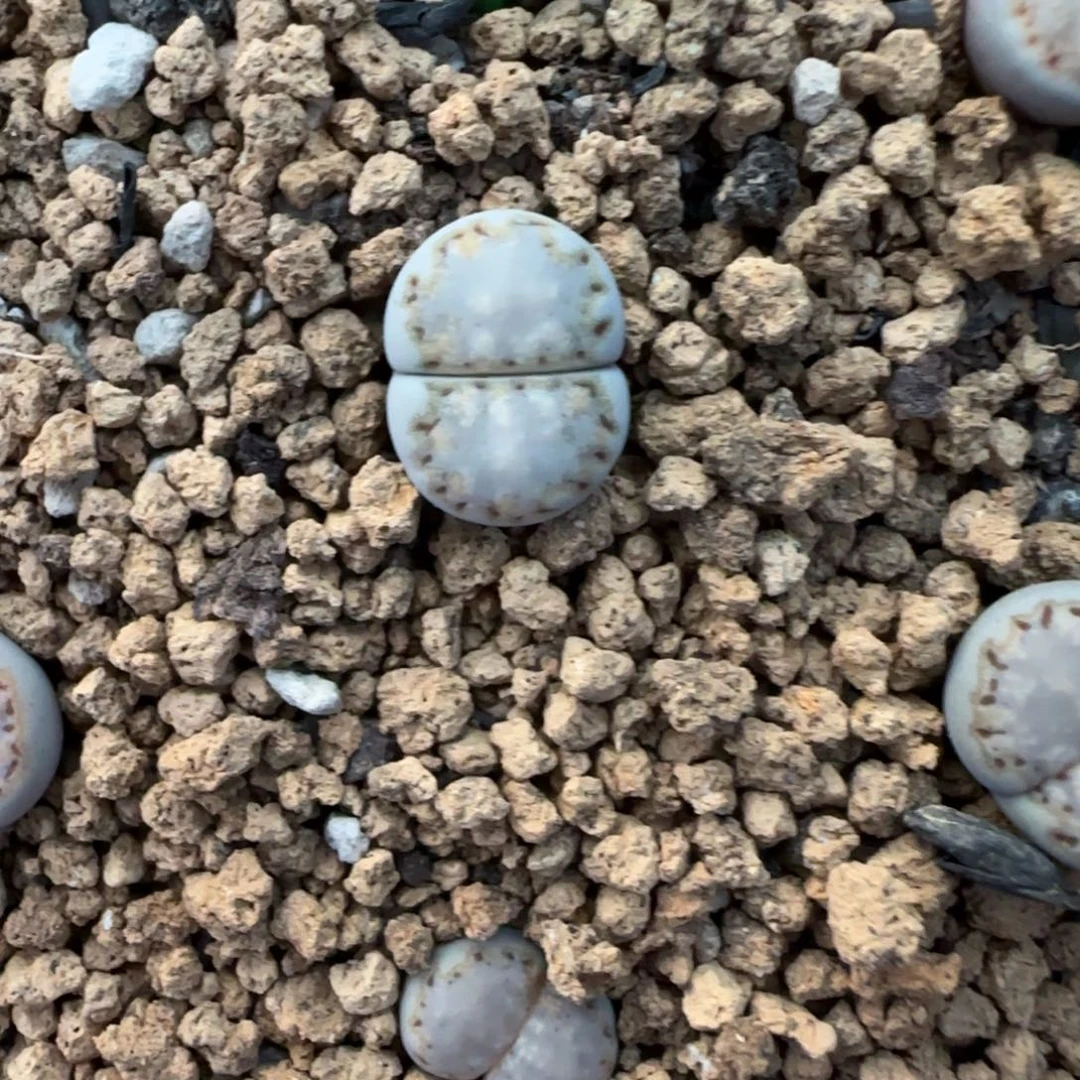 37饼干可挑大棚直播