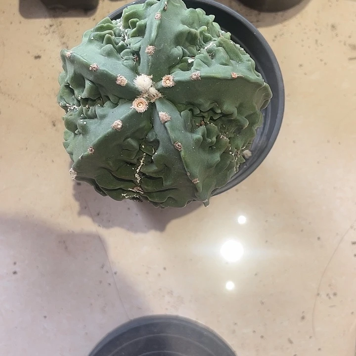 实生核桃有一点点巴